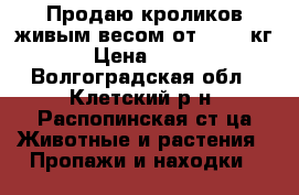Продаю кроликов живым весом от 2,5-4 кг › Цена ­ 165 - Волгоградская обл., Клетский р-н, Распопинская ст-ца Животные и растения » Пропажи и находки   